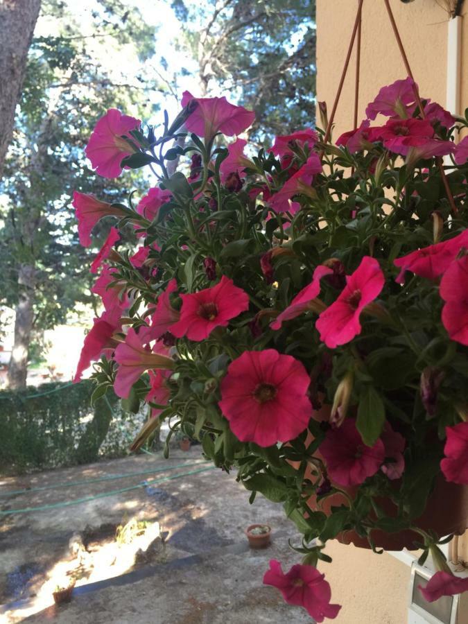 B&B Villa Il Carrubo San Vito Lo Capo Exteriör bild